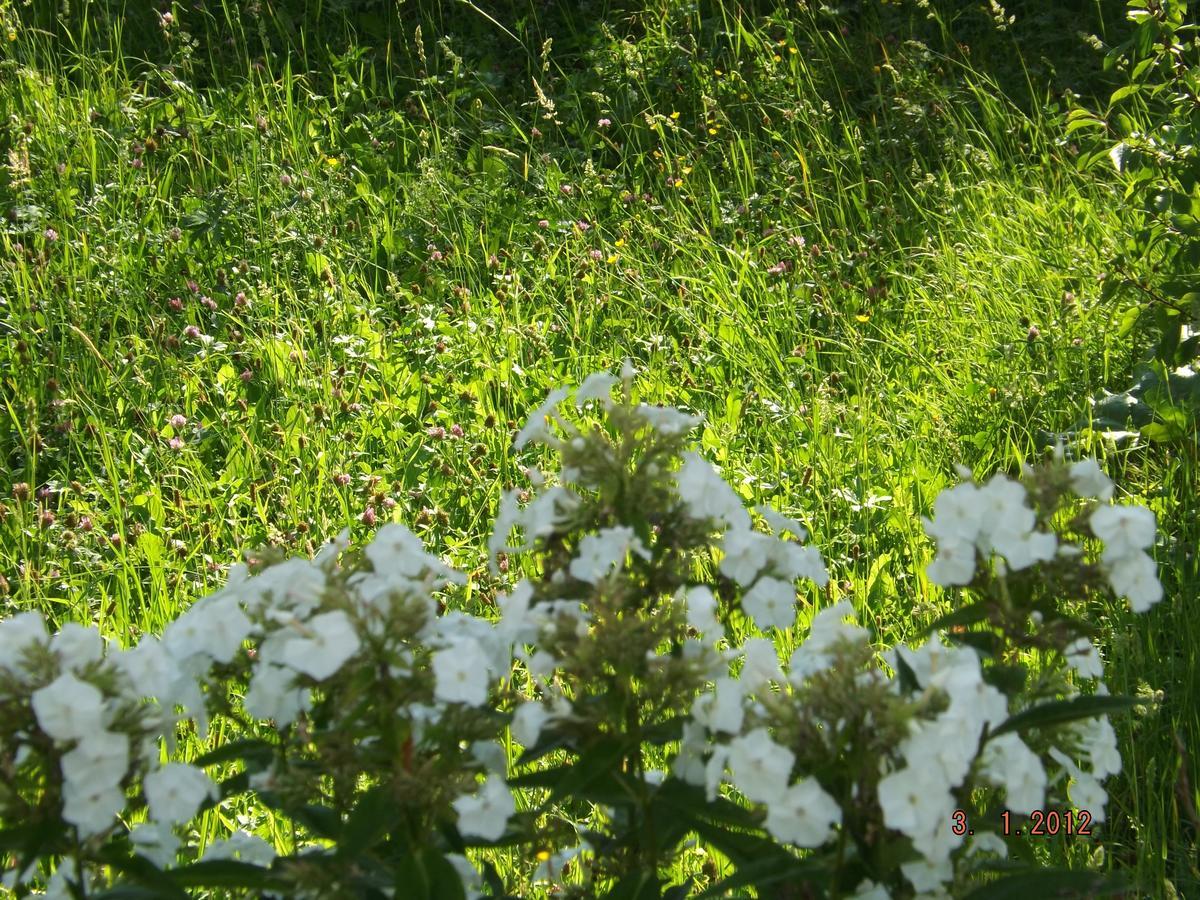 B&B Sol Fiori Agordo Exteriör bild